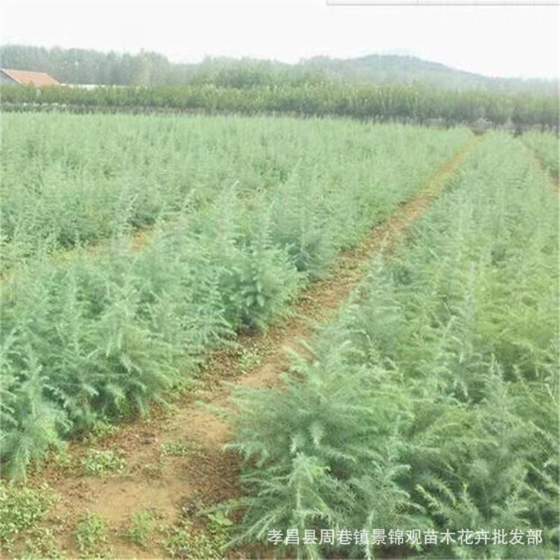 黑松苗选购攻略：让您的花园绿意盎然