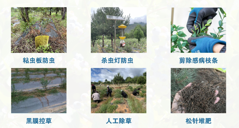 如何挑选优质马尾松苗：一份选购指南