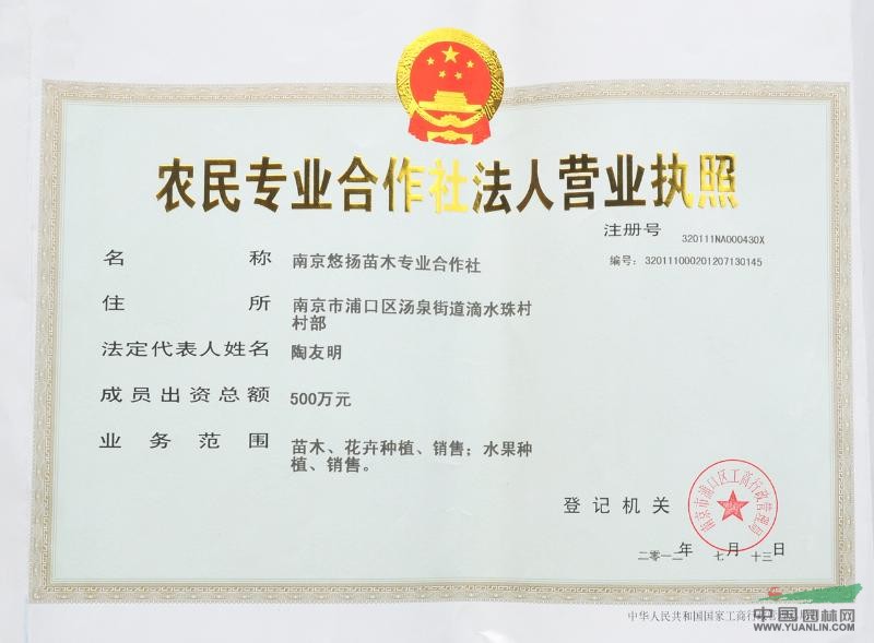 选购雪松苗指南：如何挑选优质雪松苗